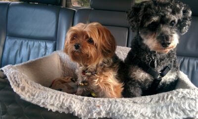 two dogs on pet bed in car