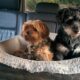 two dogs on pet bed in car