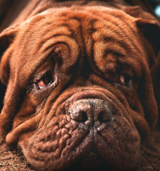 brown short coated dog in close up photography