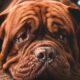 brown short coated dog in close up photography