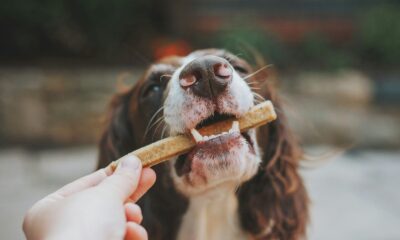 person holding brown wooden stick with white and black short coated dog