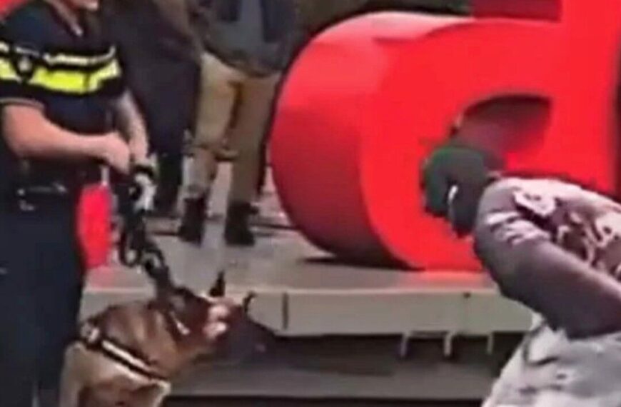 Mann provoziert Polizeihund und bekommt sofort…